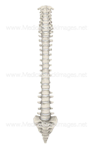 Anterior View of Spinal Column in Colour