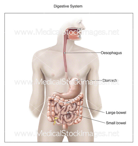 Digestive System - Labelled