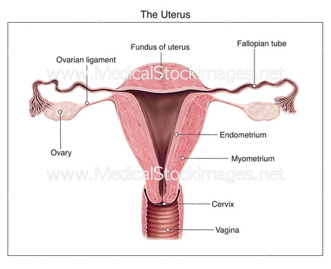 Anatomy of Uterus - Labelled