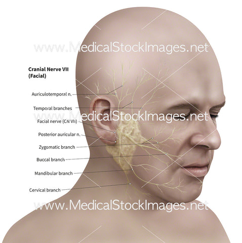 Facial Nerves Affected by Bell’s Palsy  - Labelled