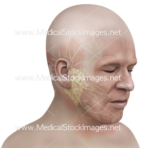 Facial Nerves