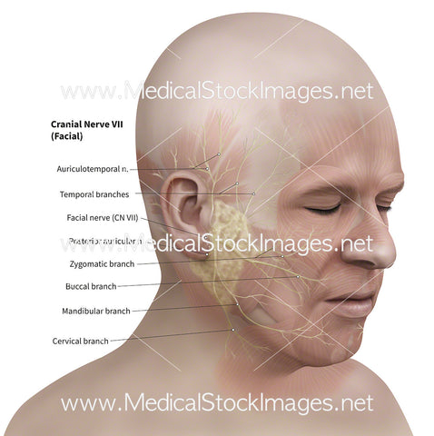 Facial Nerves - Labelled