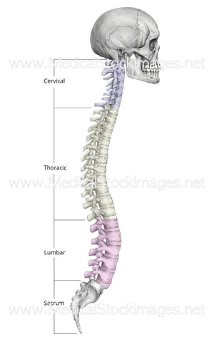 Skull and Spine with Colour-Coding - Labelled