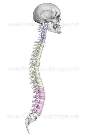Skull and Spine with Colour-Coding