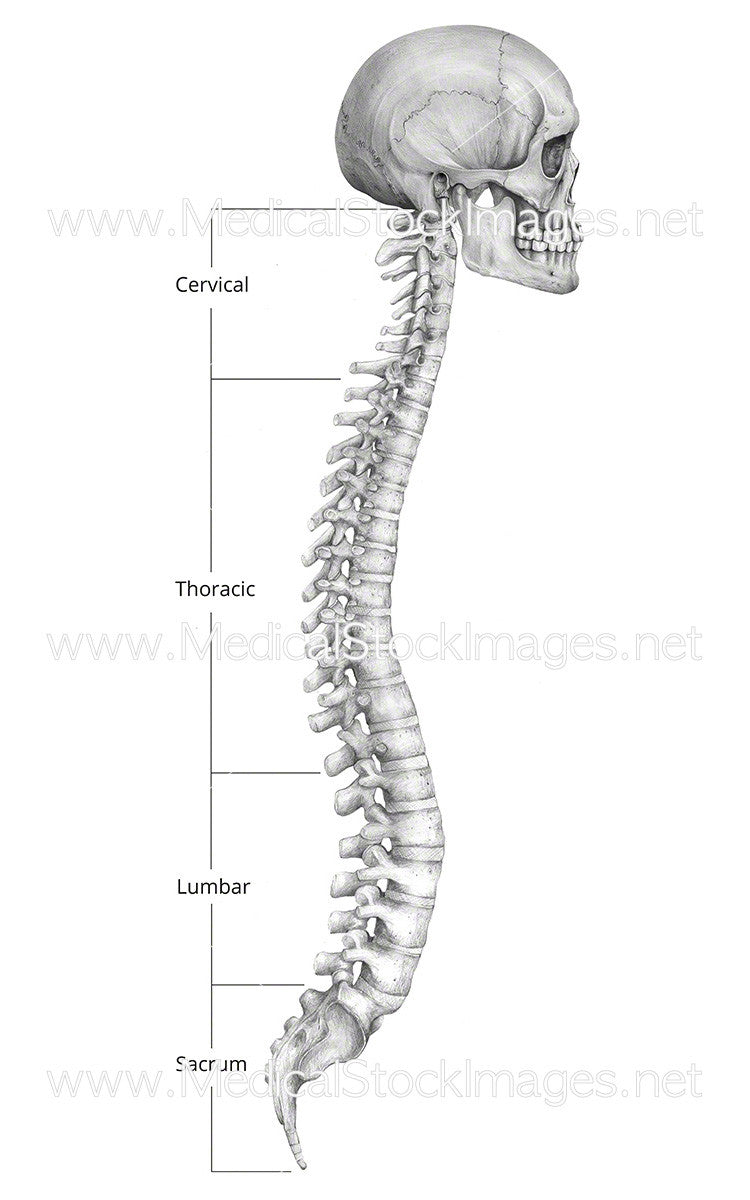 Vertebral Column Labelled