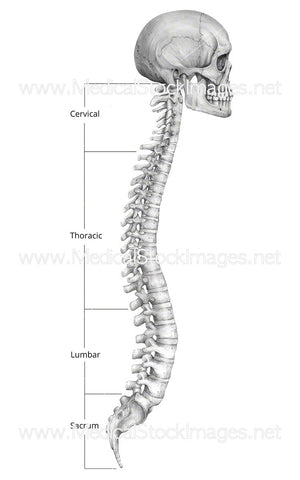 Skull and Spinal Cord with Labelled Regions