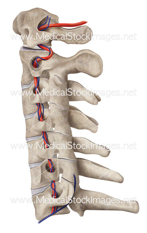 Cervical Region with Artery and Veins