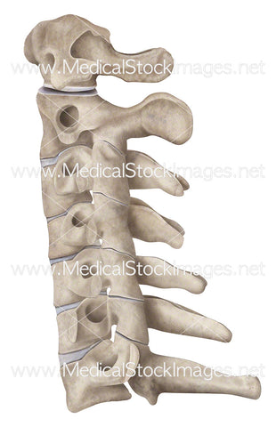 Cervical Region