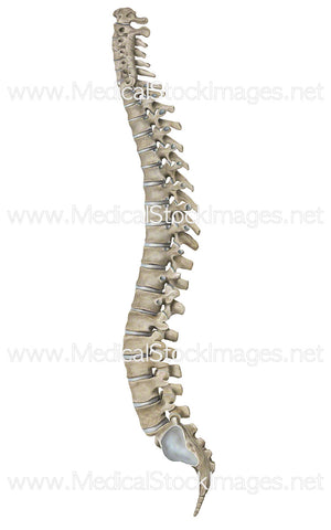 Spinal Column in Lateral View