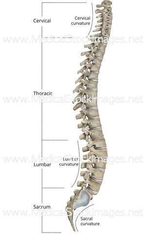 Spinal Column in Lateral View - Labelled