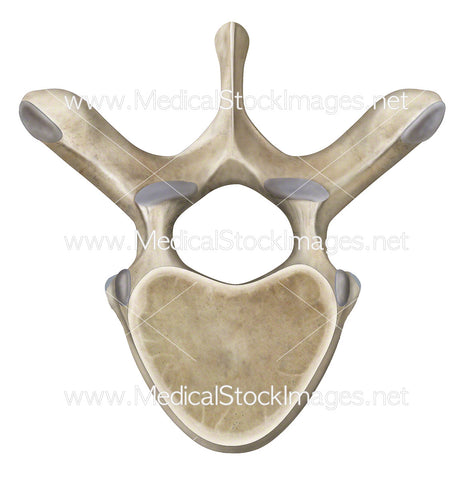 Thoracic Vertebra in Superior View