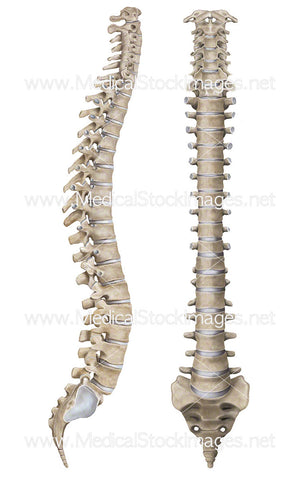 Spine in Lateral and Anterior View