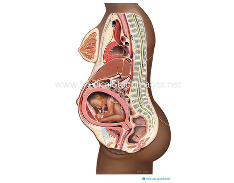 Growing Uterus with Fetal Development at 28 Weeks - African American Woman