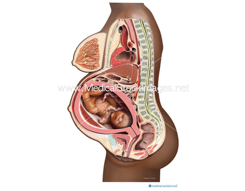 Growing Uterus with Fetal Development at 40 Weeks African-American Woman
