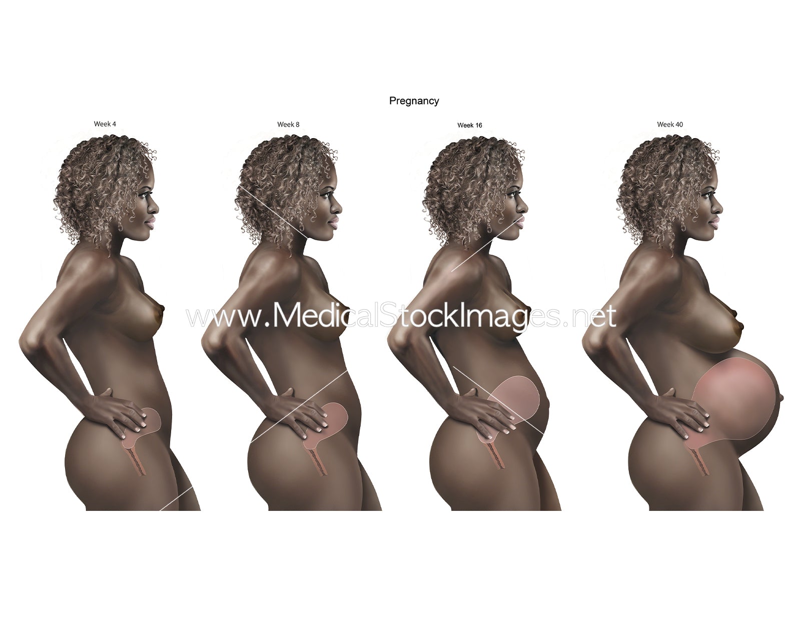 License Black Baby Pregnancy Stages and The Growing Uterus Weeks 4, 8, 16,  40. – Medical Stock Images Company, image size:1603x1257
