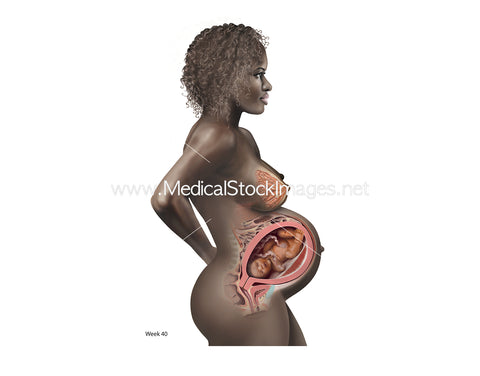 Pregnancy Anatomy at Week 40