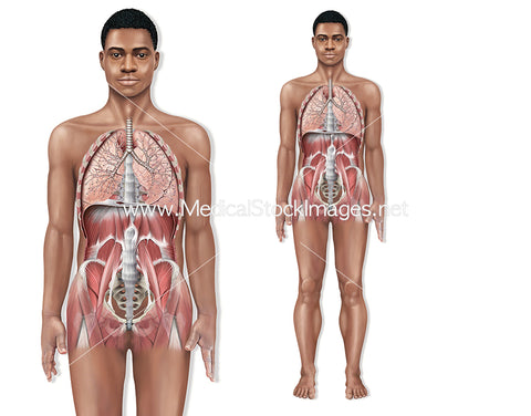 Man from Ghana, West Africa with Anatomy of Internal Organs