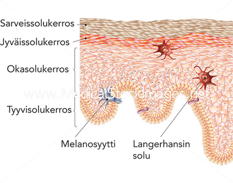 Skin Care and Treatment - The Epidermis Labelled in Finnish