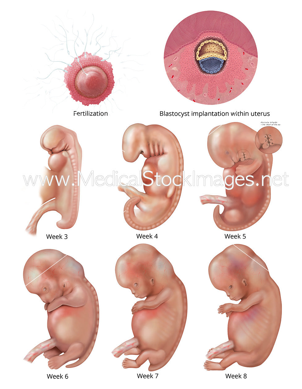 Fetal Development from fertilization to week 8. The resulting new