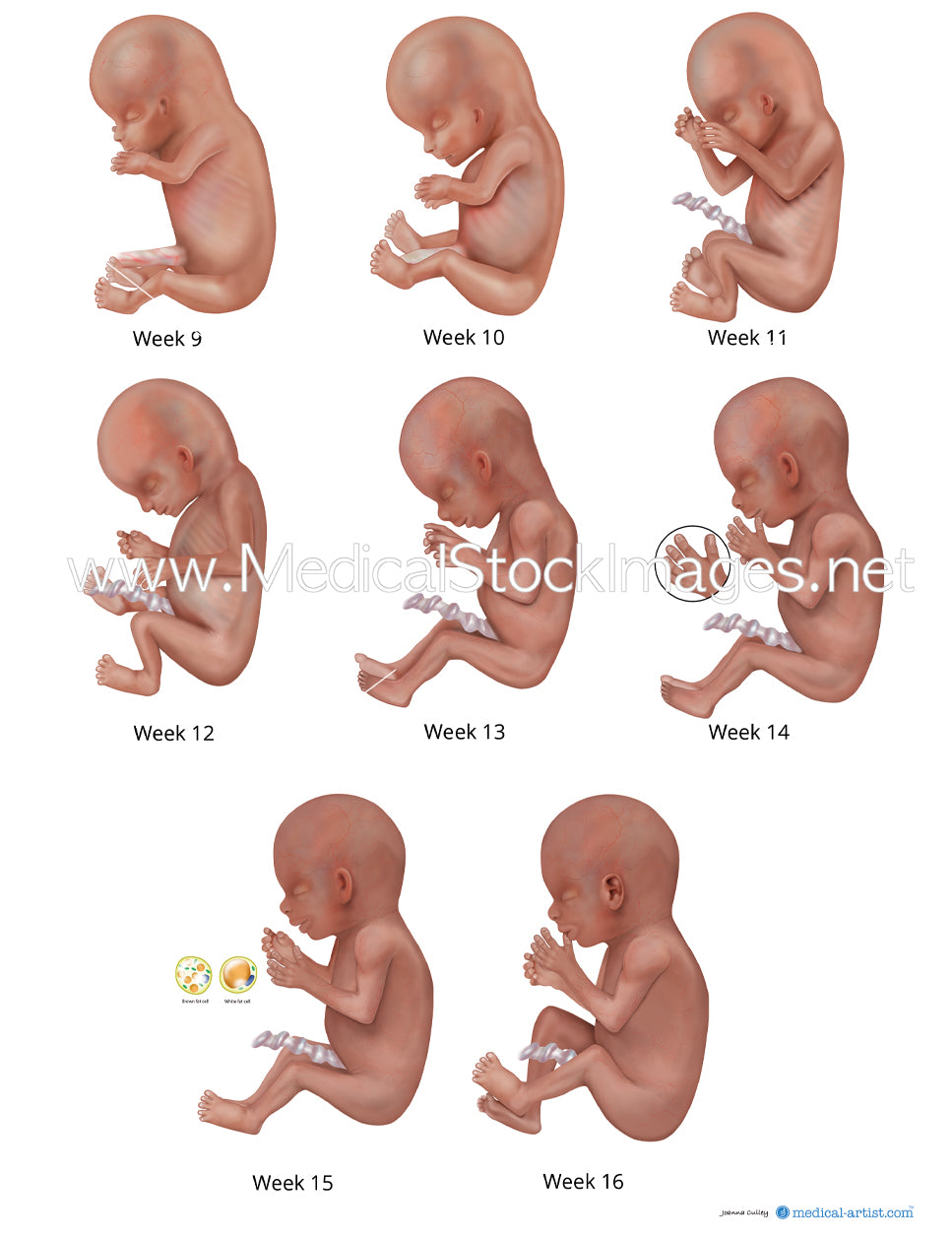 Fetal Development fetal-development