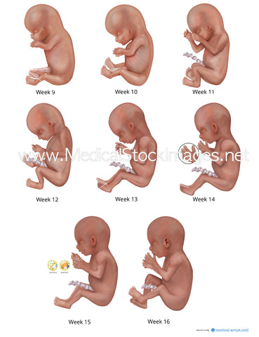 Foetal Development from Week 9 to 16 (African heritage)