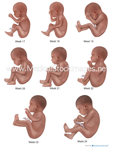Foetal Development from Week 17 to 24 (African heritage)
