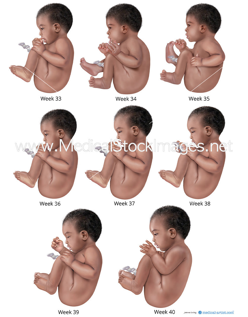 License Black Foetal Development Illustrations From Weeks 33 To 40 license-black-foetal-development-illustrations-from-weeks-33-to-40