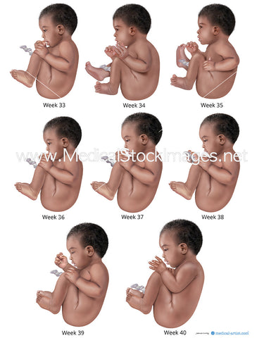 Foetal Development from Week 33 to 40 (African heritage)