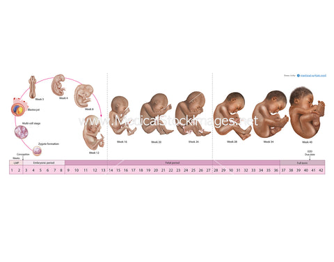Timeline of Pregnancy by Trimester with Individual Illustrations (African heritage)