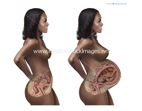 Female Reproductive Anatomy and at Forty Weeks Pregnancy (African heritage)