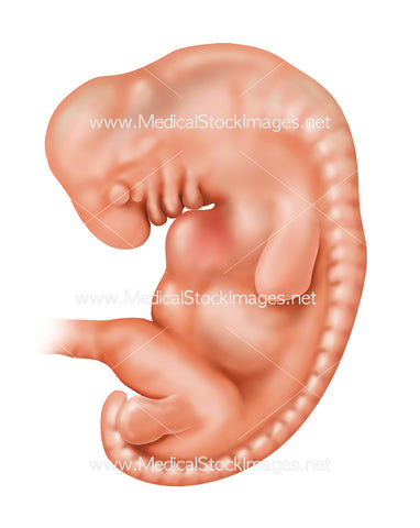 Foetus Week 5 Embryonic Development