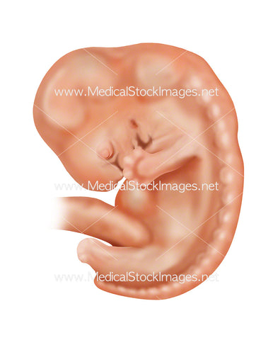Foetus Week 6 Embryonic Development