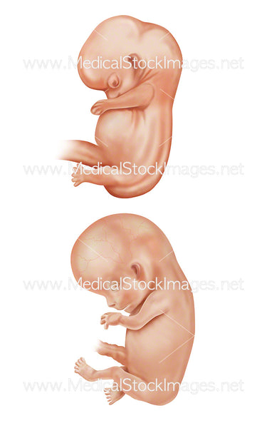 Foetus Week 7 and 8 Embryonic Development – Medical Stock Images Company