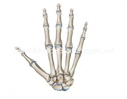 Skeleton Hand-Bones of the Hand Dorsal View