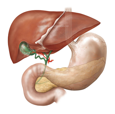 Anatomy of the Gallbladder with Surrounding Anatomy