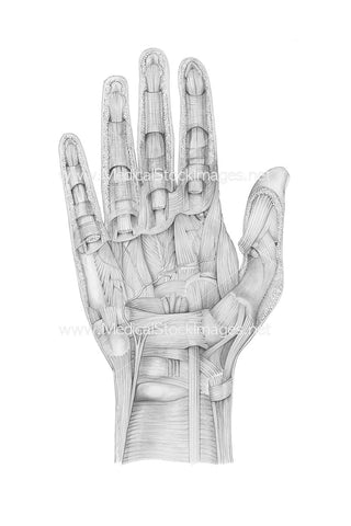 Pencil Drawing of Hand Dissection Palmer View