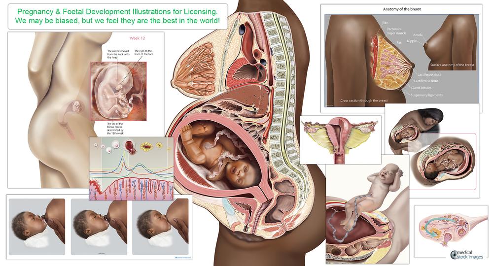 Pregnancy and foetal  development illustrations for licensing